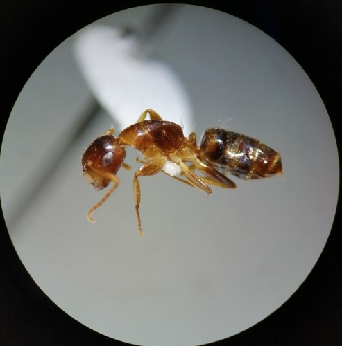 Colobopsis abditaColobopsis abdita