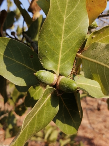 Quercus aristata