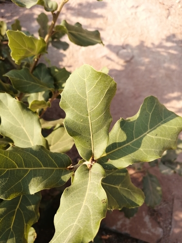 Quercus aristata