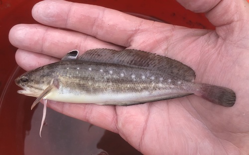 Spotted Hake