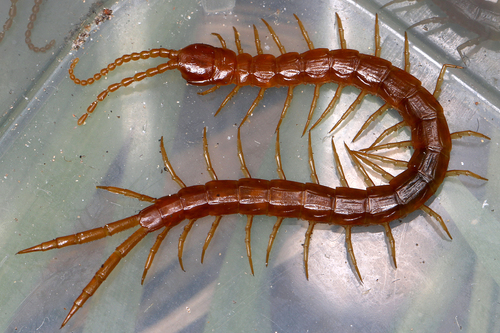 Cryptops anomalans Newport, 1844