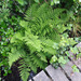 Eurasian Lady Fern - Photo (c) Tig, all rights reserved