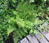 Eurasian Lady Fern - Photo (c) Tig, all rights reserved