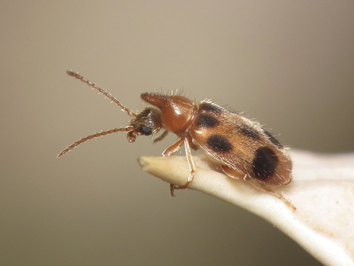 Vienaragis mitriavabalis nuotrauka
