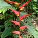 Heliconia nutans - Photo (c) Daniel Sagel, all rights reserved, uploaded by Daniel Sagel