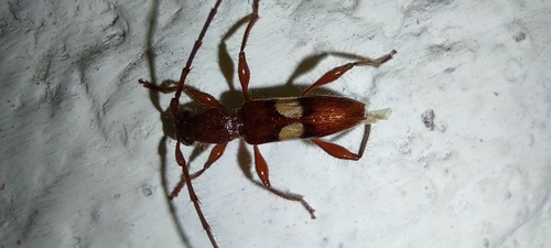 Micropsyrassa bimaculata