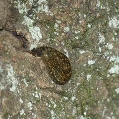 Geomalacus maculosus image