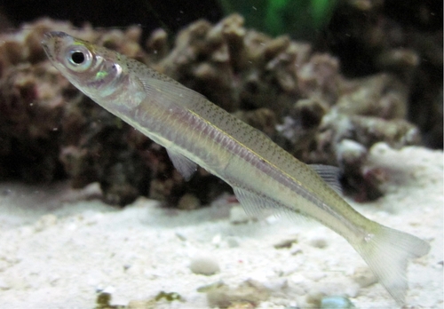 Rough Silverside (A Field Guide to the Fishes of Charlotte Harbor ...