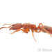 Pit-jawed Ants - Photo (c) Steven Wang, all rights reserved, uploaded by Steven Wang