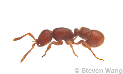 Proceratium mexicanumProceratium mexicanum