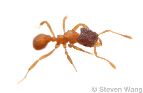 哈氏菇神蚁Mycetosoritis hartmanni