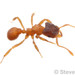 Hartman's Fungus-farming Ant - Photo (c) Steven Wang, all rights reserved, uploaded by Steven Wang