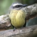Golden-bellied Flycatcher - Photo (c) randyvickers, all rights reserved