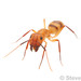 Hawaiian Carpenter Ant - Photo (c) Steven Wang, all rights reserved, uploaded by Steven Wang