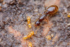 Solenopsis abdita - Photo (c) Steven Wang, all rights reserved, uploaded by Steven Wang