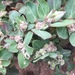 Euphorbia oranensis - Photo (c) Matt Brady, all rights reserved, uploaded by Matt Brady