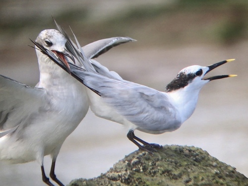 Sandwich Tern