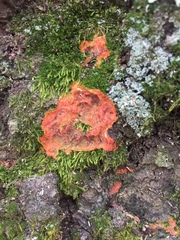 Merulius tremellosus image