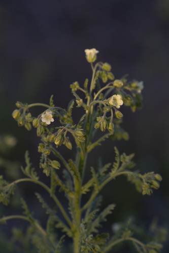 iNaturalist observation photo of whispering bells