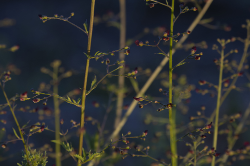iNaturalist observation photo of California beeplant