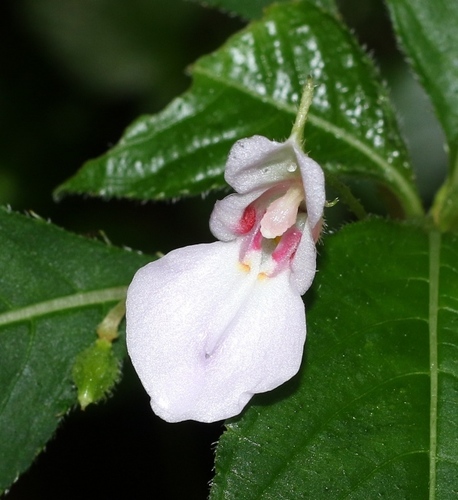Impatiens truncata