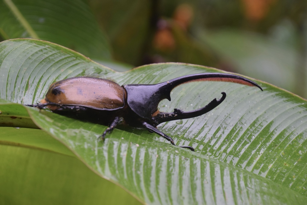 Rhinoceros Beetles (Subfamily Dynastinae) · iNaturalist