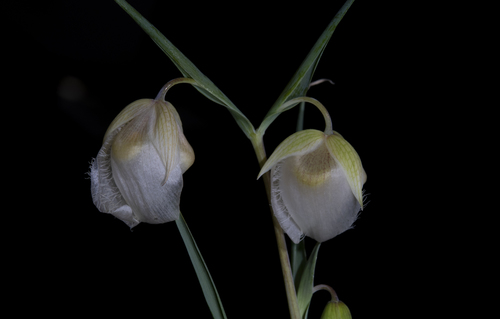 iNaturalist observation photo of White Globe Lily