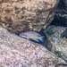 Chalinochromis - Photo (c) Oliver Drescher, todos los derechos reservados, subido por Oliver Drescher