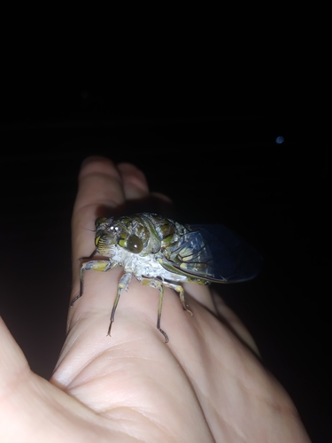 Giant Cicada