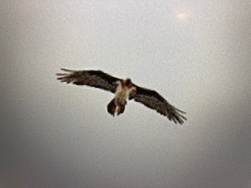 Bearded Vulture
