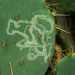 Opuntia Leaf Miner - Photo (c) Joseph Connors, all rights reserved, uploaded by Joseph Connors
