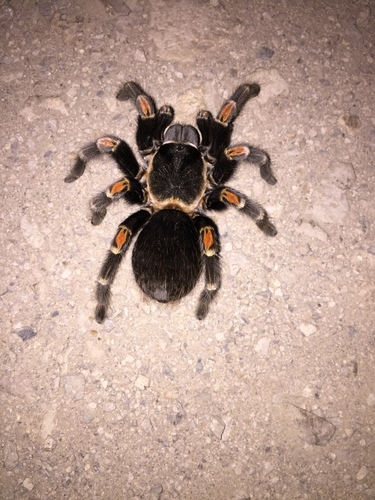 Mexican Flameknee Tarantula