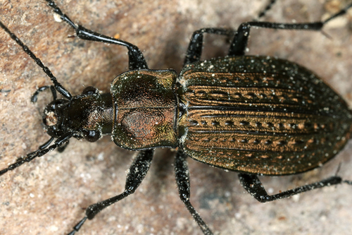 Granulated Ground Beetle