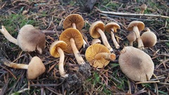 Inocybe cinnamomea image