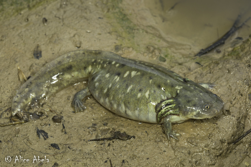 California Tiger Salamander