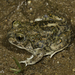 Western Spadefoot - Photo (c) Alice Abela, all rights reserved