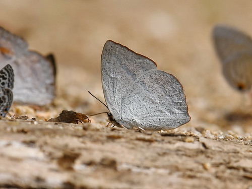 Curetis bulis Westwood