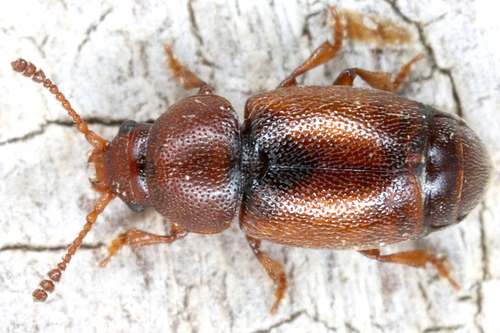 Kateretes rufilabris · iNaturalist