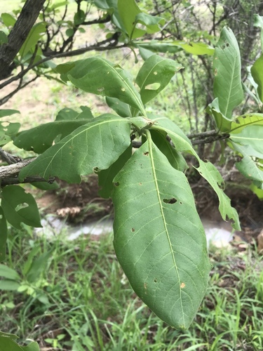 Rosette Terminalia (Terminalia stenostachya)