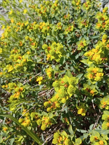 Euphorbia spinosa ssp. ligustica