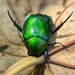 台灣青銅金龜 - Photo 由 creek 所上傳的 (c) creek，保留所有權利