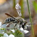 Andrena osmioides - Photo (c) Tom Barnes, todos os direitos reservados