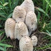Scaly Ink Cap - Photo (c) sarahhubert, all rights reserved