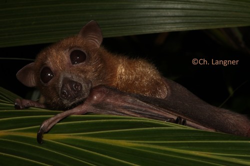 Geelvink Bay Flying-fox (Pteropus pohlei) — Vulnerable Mammalia
