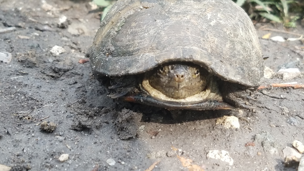 Chihuahuan Mud Turtle from Cumbria, 54740 Cuautitlán Izcalli, Méx ...