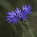 Centaurea cyanus - Photo (c) Panagiotis Dalagiorgos, όλα τα δικαιώματα διατηρούνται, uploaded by Panagiotis Dalagiorgos