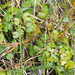 Hydrocotyle novae-zeelandiae montana - Photo (c) David Lyttle, all rights reserved, uploaded by David Lyttle