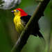 Wire-tailed Manakin - Photo (c) Marc Faucher, all rights reserved, uploaded by Marc Faucher