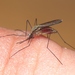 Anopheline Mosquitoes - Photo (c) Rui Andrade, all rights reserved