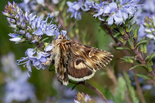 Actinotia radiosa (Esper, 1804)